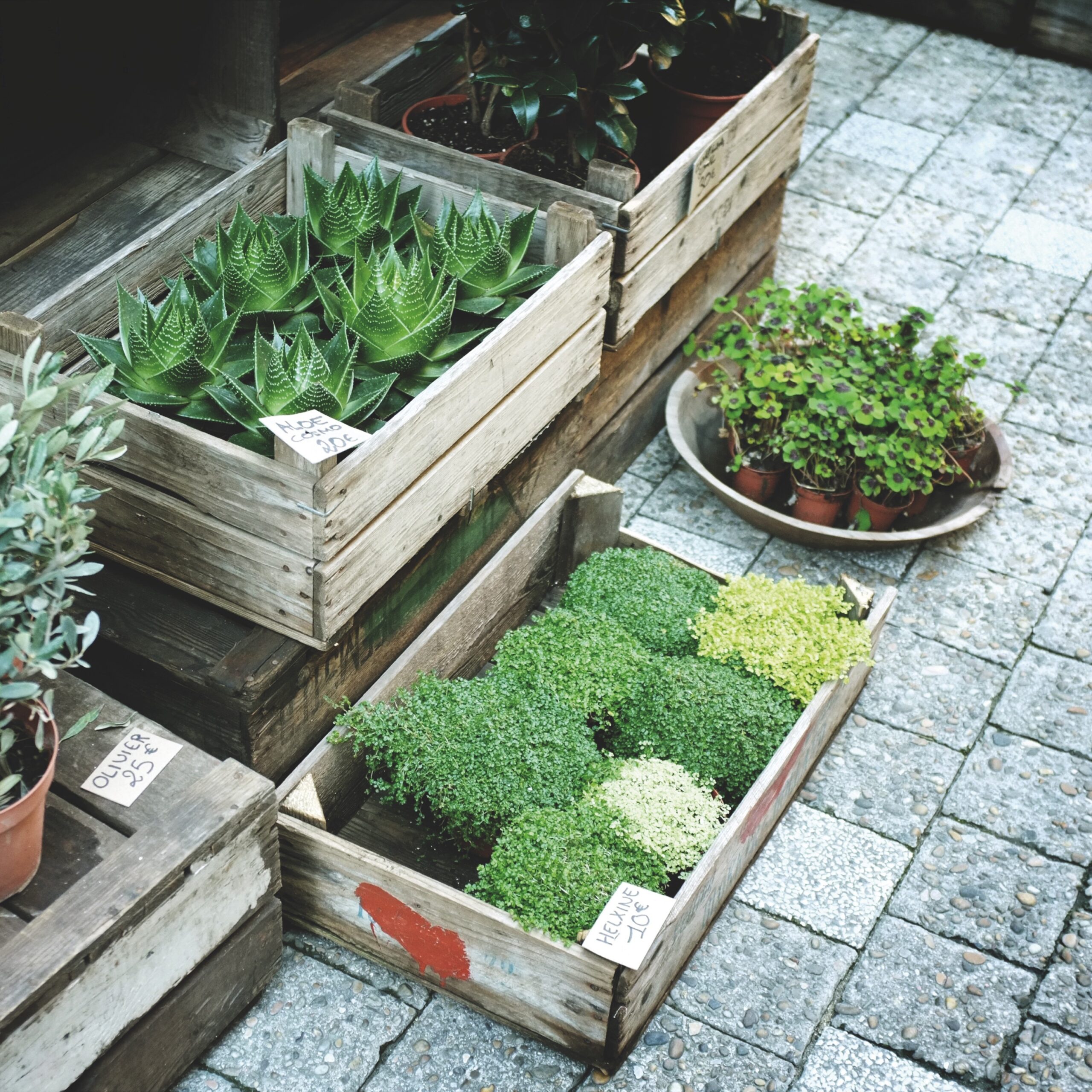 plants in crates over gray pavers